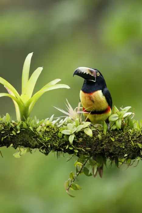 Framed Print : Collared Aracari Framed Print : Collared Aracari