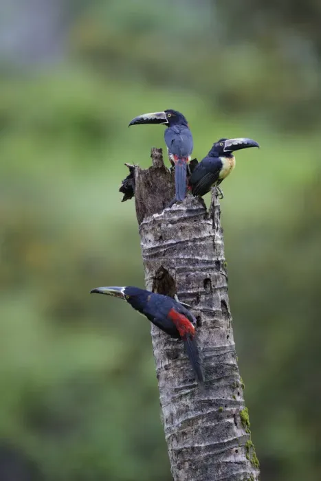 Framed Print : Collared Aracari