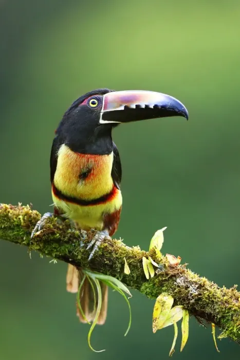 Framed Print : Collared Aracari perched