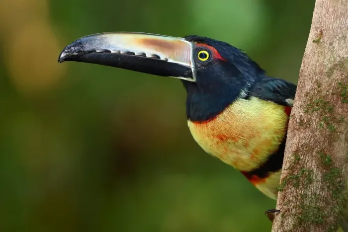 Framed Print : Collared Aracari perched Framed Print : Collared Aracari perched