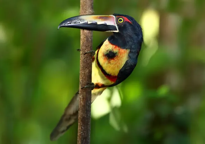 Framed Print : Collared aracari perched Framed Print : Collared aracari perched