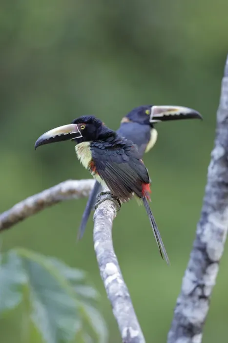 Framed Print : Collared Aracari (Pteroglossus torquatus) resting Framed Print : Collared Aracari (Pteroglossus torquatus) resting