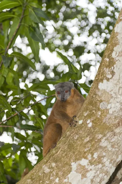 Framed Print : Collared Brown Lemur or Red-collared Lemur -Eulemur collaris- on a tree trunk, Nakampoana Nature Reserve, Madagascar Framed Print : Collared Brown Lemur or Red-collared Lemur -Eulemur collaris- on a tree trunk, Nakampoana Nature Reserve, Madagascar