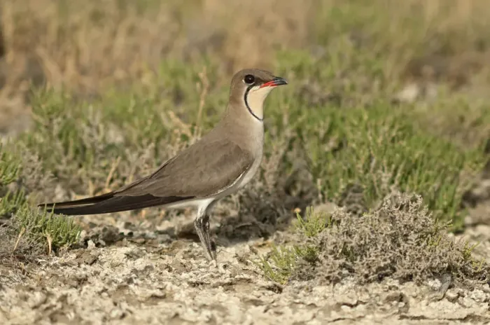 Framed Print : Collared Pratincole or Common Pratincole -Glareola pratincola-, Korinos, Katerini, Central Macedonia, Greece Framed Print : Collared Pratincole or Common Pratincole -Glareola pratincola-, Korinos, Katerini, Central Macedonia, Greece