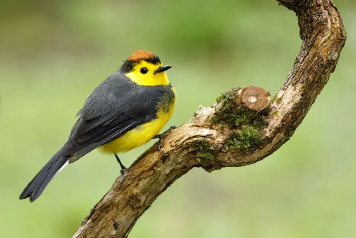 Framed Print : Collared Redstart Framed Print : Collared Redstart