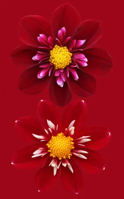 Framed Print : Collarettes Framed Print : Collarettes