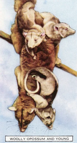 gallaher ltd cigarette cards Gallaher 1937 Wooly Opossum Print, Wild Animals Series. Art Prints, Posters  & Puzzles from Fine Art Storehouse