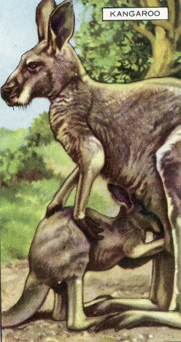 Framed Print : Collectible Gallaher cigarette card, Kangaroo, Wild Animals series, 1937 Framed Print : Collectible Gallaher cigarette card, Kangaroo, Wild Animals series, 1937