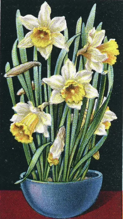 Framed Print : Collectible tobacco card, Daffodil, Flower Culture in Pots series, Will's Cigarettes, 1925 Framed Print : Collectible tobacco card, Daffodil, Flower Culture in Pots series, Will's Cigarettes, 1925