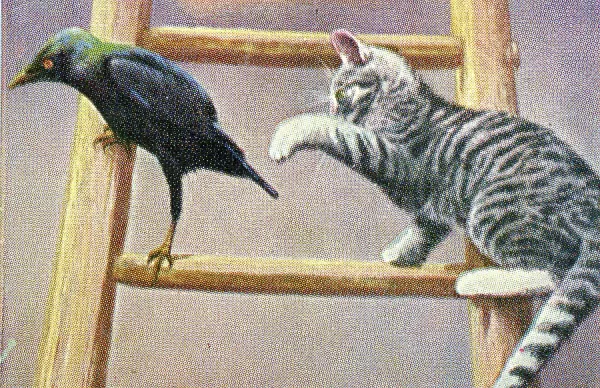 1927 Salem Cigarettes Kitten and Bird Friends Print. Art Prints, Posters &  Puzzles from Fine Art Storehouse