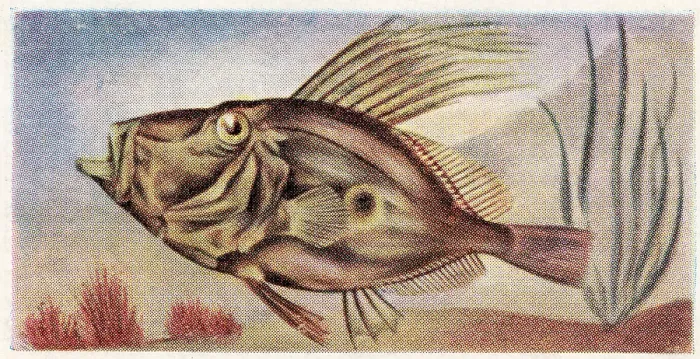 Framed Print : Collectible trade card, Dory, the Fish We Eat series, 1954 Framed Print : Collectible trade card, Dory, the Fish We Eat series, 1954