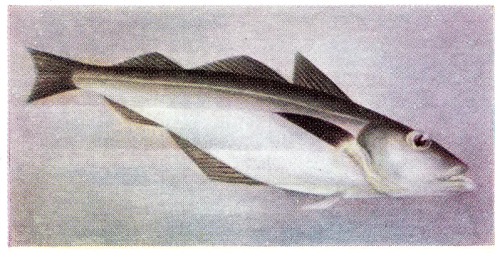 Framed Print : Collectible trade card, Pollock, the Fish We Eat series, 1954 Framed Print : Collectible trade card, Pollock, the Fish We Eat series, 1954