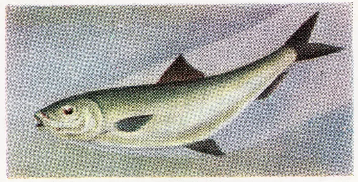 Framed Print : Collectible trade card, Sardine, the Fish We Eat series, 1954