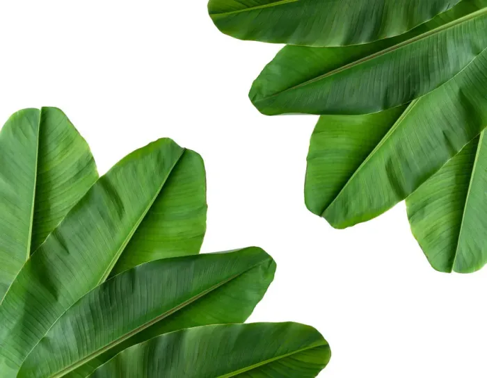 Framed Print : collection of banana leaf isolated on white background Framed Print : collection of banana leaf isolated on white background