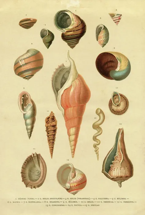Framed Print : Collection of different snail shells mollusk Framed Print : Collection of different snail shells mollusk