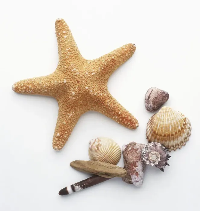 Framed Print : Collection of sea shells and a starfish Framed Print : Collection of sea shells and a starfish
