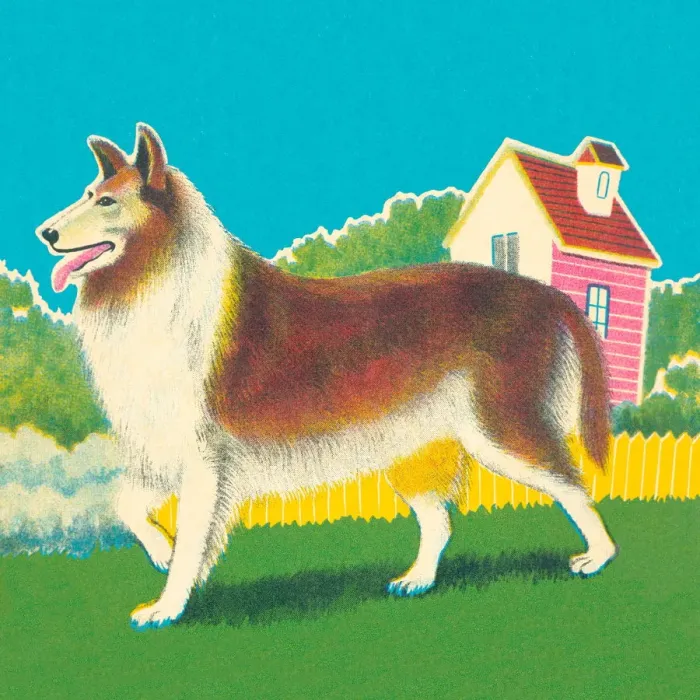 Framed Print : Collie. http: / / csaimages.com / images / istockprofile / csa_vector_dsp.jpg Framed Print : Collie. http: / / csaimages.com / images / istockprofile / csa_vector_dsp.jpg