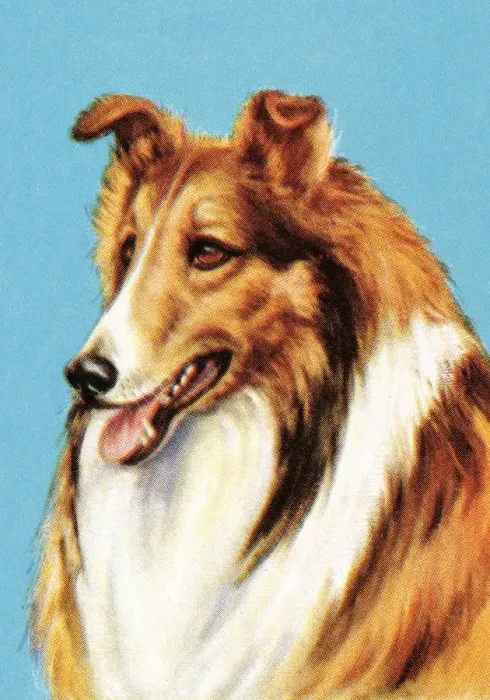 Framed Print : Collie. http: / / csaimages.com / images / istockprofile / csa_vector_dsp.jpg Framed Print : Collie. http: / / csaimages.com / images / istockprofile / csa_vector_dsp.jpg