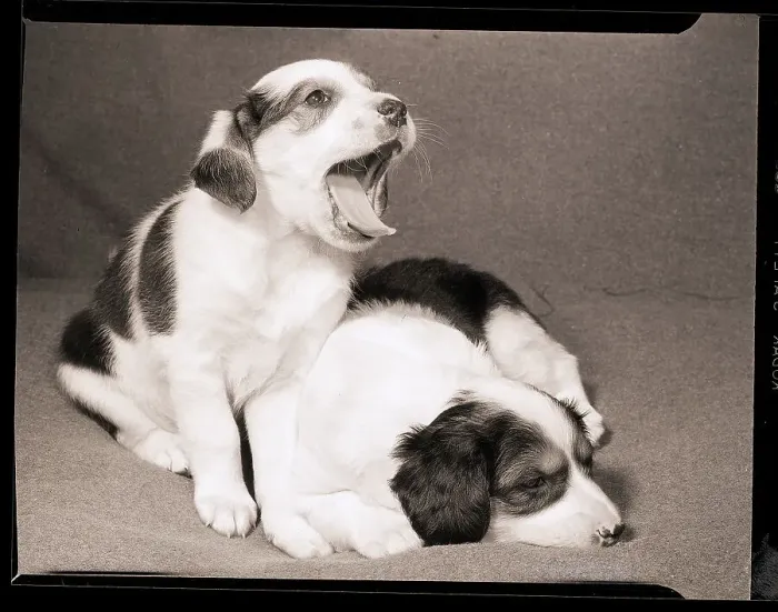 Framed Print : Collie Puppies Framed Print : Collie Puppies