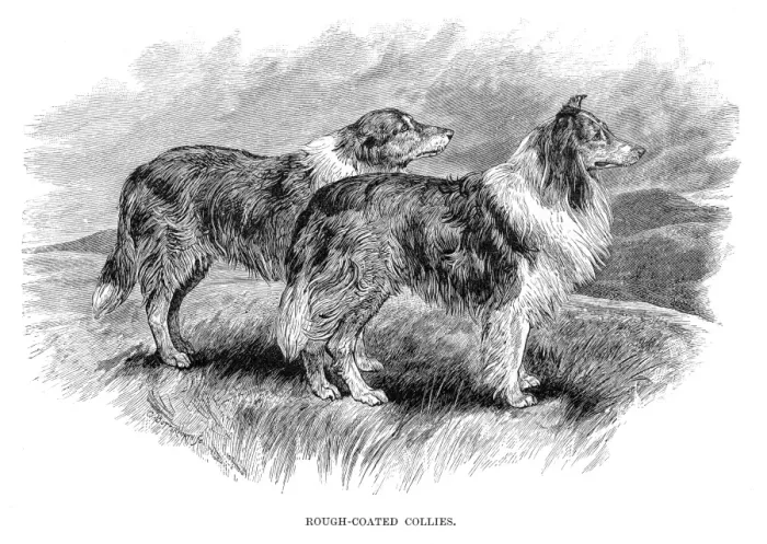 Framed Print : Collies engraving 1894 Framed Print : Collies engraving 1894