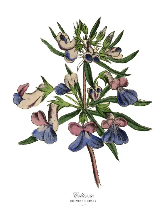 Framed Print : Collinsia or Chinese Houses Plant, Victorian Botanical Illustration Framed Print : Collinsia or Chinese Houses Plant, Victorian Botanical Illustration