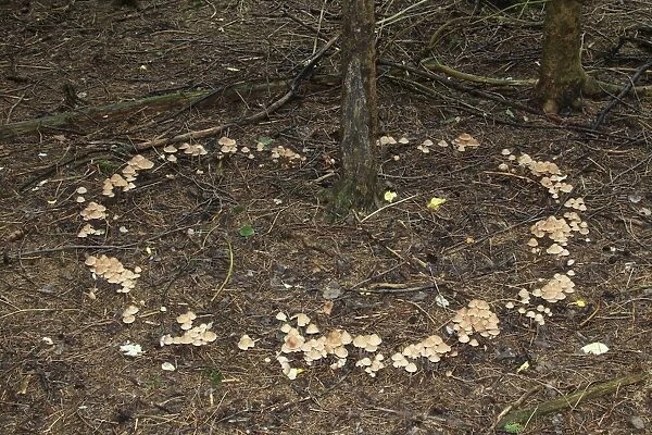 Collybia confluens mushrooms form a so-called fairy ring, Allgau, Bavaria, Germany