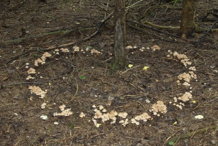 Framed Print : Collybia confluens mushrooms form a so-called fairy ring, Allgau, Bavaria, Germany Framed Print : Collybia confluens mushrooms form a so-called fairy ring, Allgau, Bavaria, Germany