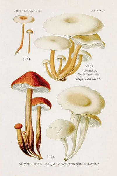 Collybia mushroom 1891