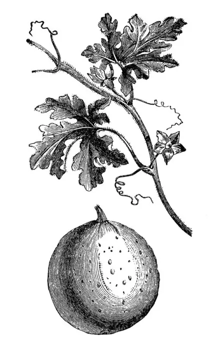 Framed Print : colocynth, bitter apple, bitter cucumber, desert gourd, egusi, vine of Sodom, or wild gourd Framed Print : colocynth, bitter apple, bitter cucumber, desert gourd, egusi, vine of Sodom, or wild gourd