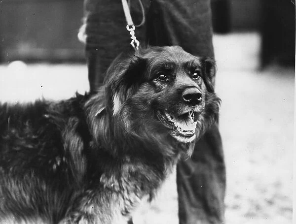 Colonel, a breed of Husky and Newfoundland, chosen for Sir Ernest Shackletons Trans-Antarctic Expedition