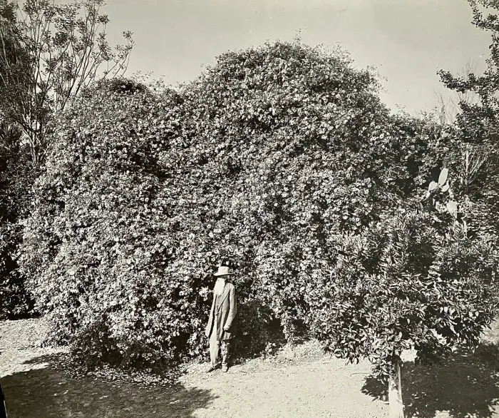 Framed Print : Colonel Rust with his rose species, Gold of Ophir, ca. 1895 Framed Print : Colonel Rust with his rose species, Gold of Ophir, ca. 1895