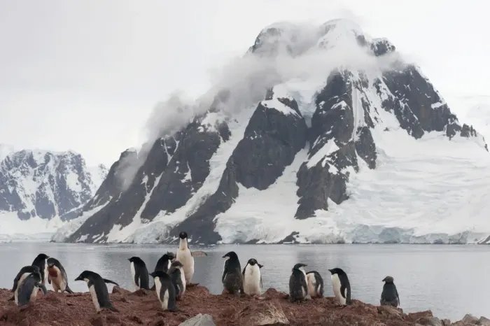 Framed Print : Colony of Adelie Penguins -Pygoscelis adeliae-, adult birds and fledglings during the juvenile moult, in front of a backdrop of mountains and glaciers, Petermann Island, Antarctic Peninsula, Antarctica Framed Print : Colony of Adelie Penguins -Pygoscelis adeliae-, adult birds and fledglings during the juvenile moult, in front of a backdrop of mountains and glaciers, Petermann Island, Antarctic Peninsula, Antarctica