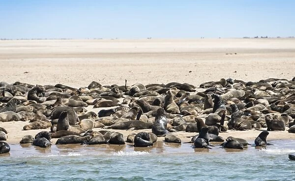 Colony of Brown Fur Seals or Cape Fur Seals -Arctocephalus pusillus- on a small upstream sandbank, near Walvis Bay, Namibia