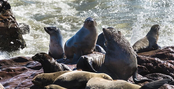 Colony of Brown Fur Seals or Cape Fur Seals -Arctocephalus pusillus-, Dorob National Park, Cape Cross, Namibia
