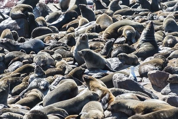 Colony of Brown Fur Seals or Cape Fur Seals -Arctocephalus pusillus-, Dorob National Park, Cape Cross, Namibia
