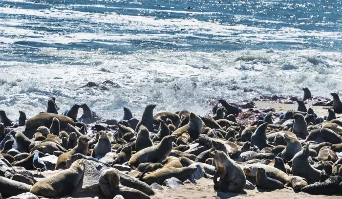 Framed Print : Colony of Brown Fur Seals or Cape Fur Seals -Arctocephalus pusillus-, Dorob National Park, Cape Cross, Namibia Framed Print : Colony of Brown Fur Seals or Cape Fur Seals -Arctocephalus pusillus-, Dorob National Park, Cape Cross, Namibia