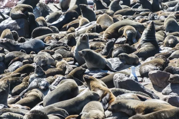 Framed Print : Colony of Brown Fur Seals or Cape Fur Seals -Arctocephalus pusillus-, Dorob National Park, Cape Cross, Namibia Framed Print : Colony of Brown Fur Seals or Cape Fur Seals -Arctocephalus pusillus-, Dorob National Park, Cape Cross, Namibia