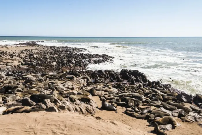Framed Print : Colony of Brown Fur Seals or Cape Fur Seals -Arctocephalus pusillus-, Dorob National Park, Cape Cross, Namibia Framed Print : Colony of Brown Fur Seals or Cape Fur Seals -Arctocephalus pusillus-, Dorob National Park, Cape Cross, Namibia