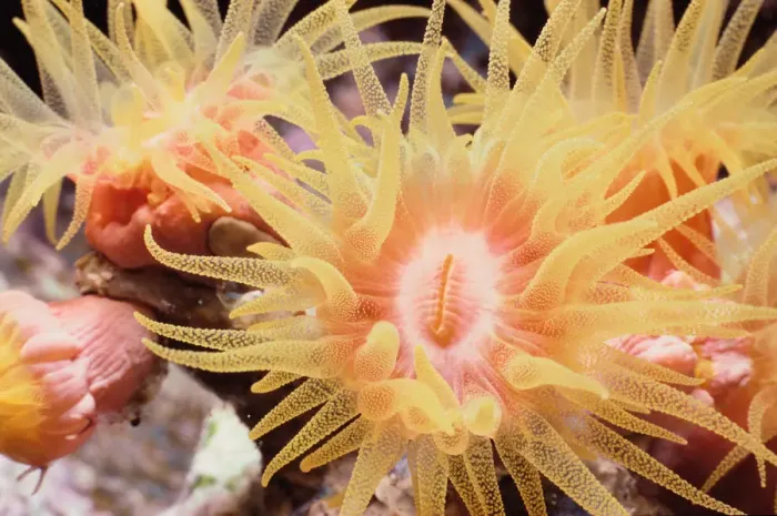 Framed Print : Colony of Cup Corals Framed Print : Colony of Cup Corals