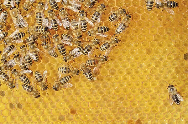 Colony of Honey Bees -Apis mellifera var carnica- on fresh honeycomb with honey