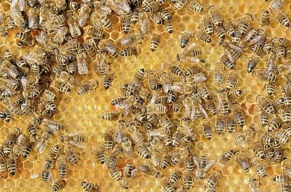 Colony of Honey Bees -Apis mellifera var carnica- on fresh honeycomb with honey