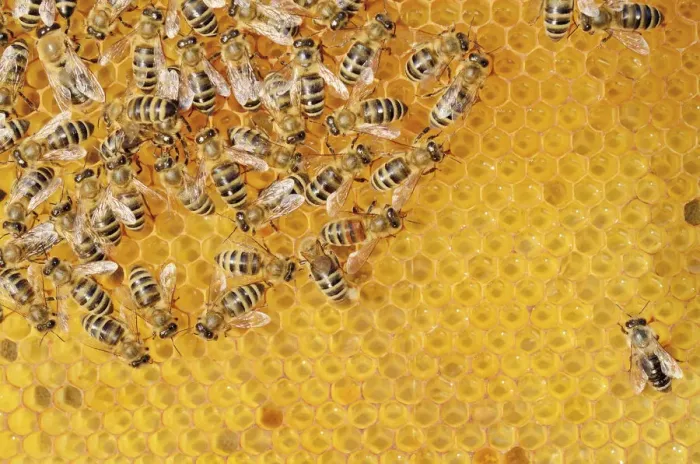Framed Print : Colony of Honey Bees -Apis mellifera var carnica- on fresh honeycomb with honey Framed Print : Colony of Honey Bees -Apis mellifera var carnica- on fresh honeycomb with honey