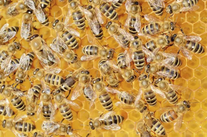 Framed Print : Colony of Honey Bees -Apis mellifera var carnica- on fresh honeycomb with honey Framed Print : Colony of Honey Bees -Apis mellifera var carnica- on fresh honeycomb with honey