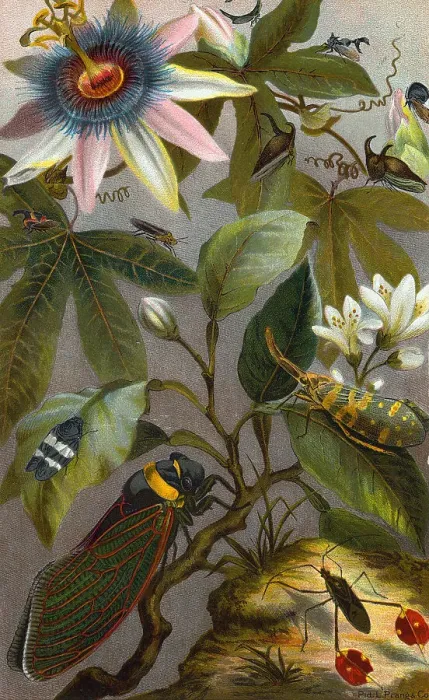 Framed Print : Color Illustration of Cicadae and Lantern Fly and Others with Flowers Framed Print : Color Illustration of Cicadae and Lantern Fly and Others with Flowers