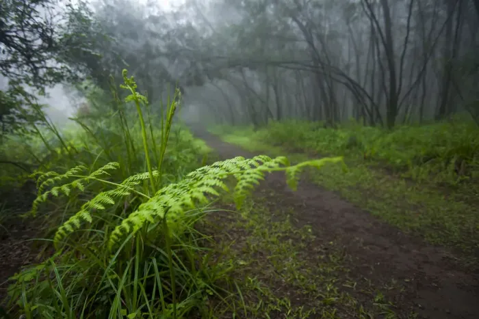 Framed Print : color image, day, fern, forest, horizontal, ixopo, kwa zulu natal, landscape, mist Framed Print : color image, day, fern, forest, horizontal, ixopo, kwa zulu natal, landscape, mist