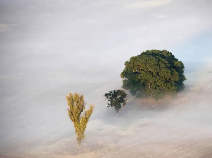 Framed Print : color image, photography, fog, landscape, tree, field, tranquility, scenics, beauty in nature Framed Print : color image, photography, fog, landscape, tree, field, tranquility, scenics, beauty in nature