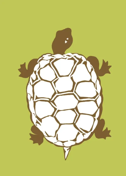 Framed Print : Color Turtle Framed Print : Color Turtle