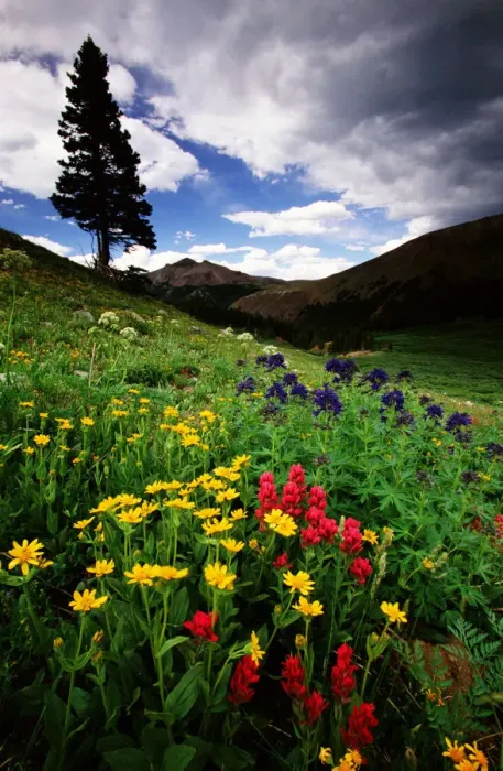 Framed Print : Colorado State Forest Wildflowers, USA Framed Print : Colorado State Forest Wildflowers, USA