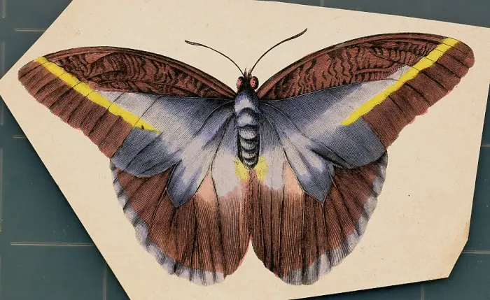 Framed Print : Colorful Butterfly Framed Print : Colorful Butterfly