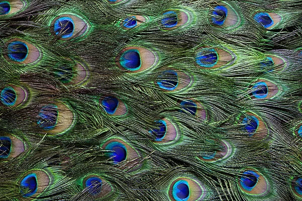 Colorful and Distinctive Peacock Tail Feathers